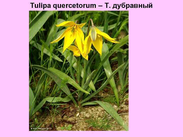 Tulipa quercetorum – Т. дубравный 