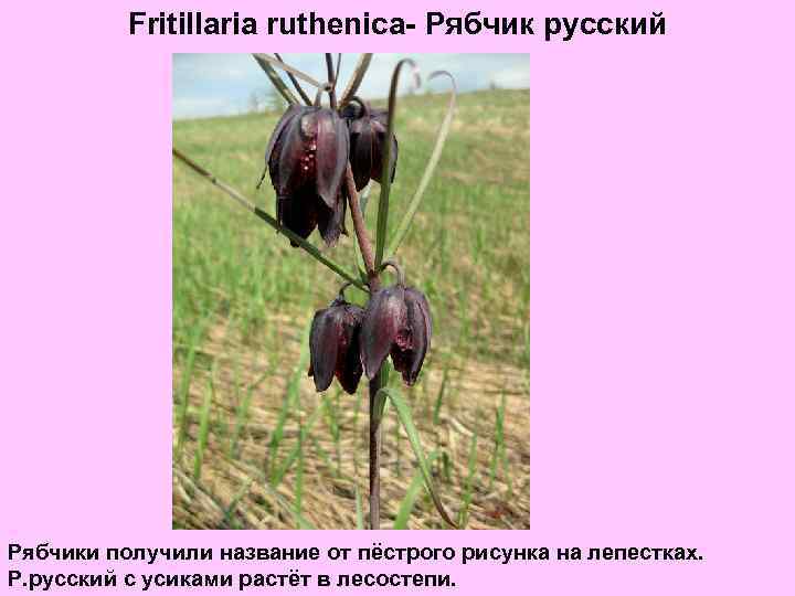 Fritillaria ruthenica- Рябчик русский Рябчики получили название от пёстрого рисунка на лепестках. Р. русский