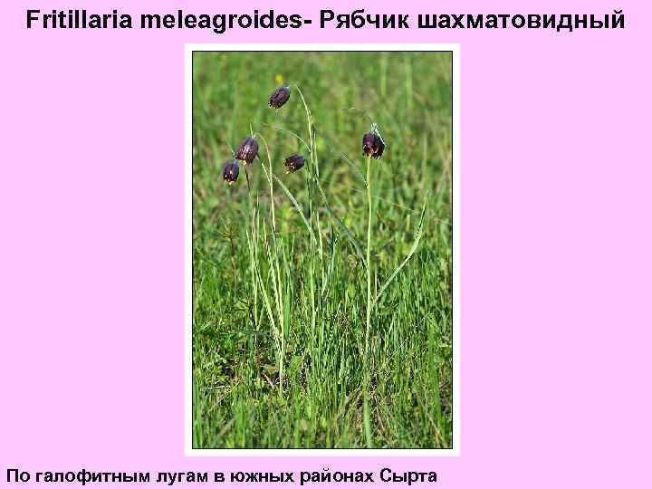 Fritillaria meleagroides- Рябчик шахматовидный По галофитным лугам в южных районах Сырта 