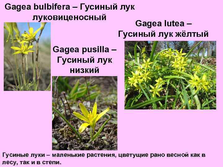 Gagea bulbifera – Гусиный луковиценосный Gagea lutea – Гусиный лук жёлтый Gagea pusilla –