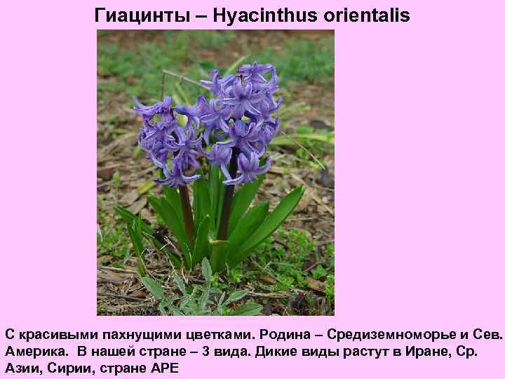 Гиацинты – Hyacinthus orientalis C красивыми пахнущими цветками. Родина – Средиземноморье и Сев. Америка.