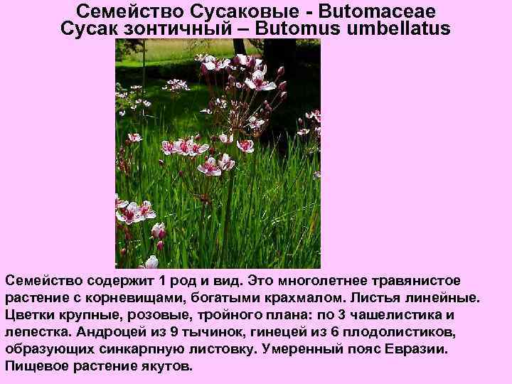 Семейство Сусаковые - Butomaceae Сусак зонтичный – Butomus umbellatus Семейство содержит 1 род и