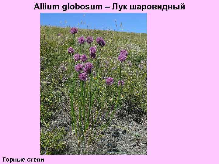 Allium globosum – Лук шаровидный Горные степи 