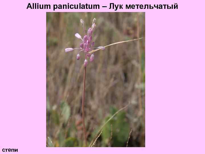 Allium paniculatum – Лук метельчатый степи 