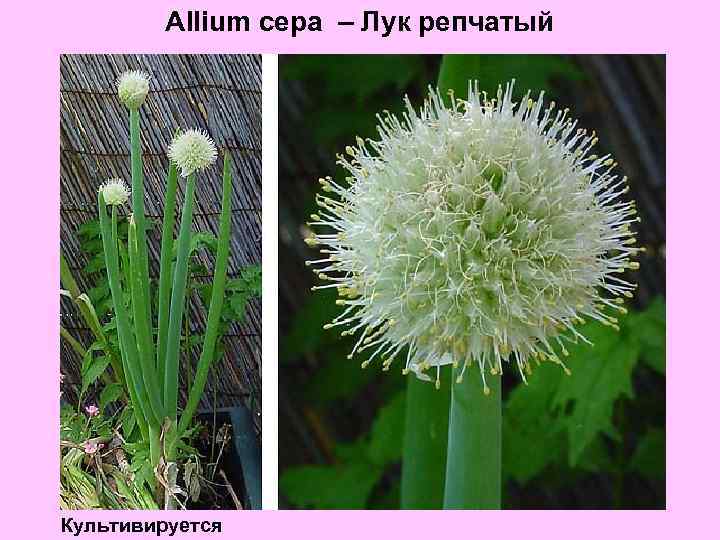 Allium cepa – Лук репчатый Культивируется 