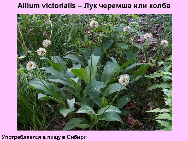 Allium victorialis – Лук черемша или колба Употребляется в пищу в Сибири 