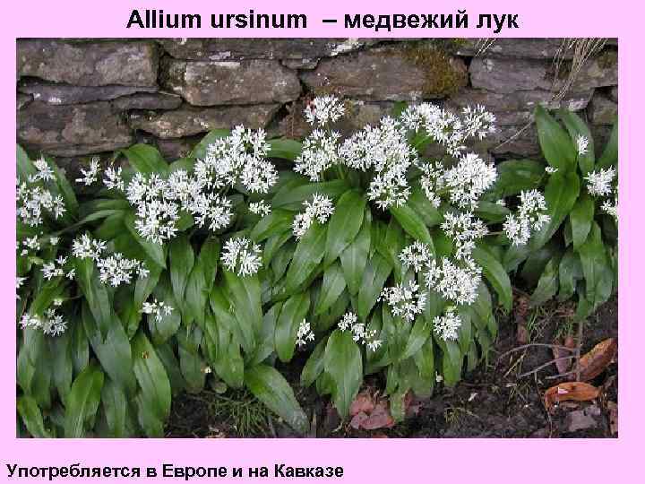 Allium ursinum – медвежий лук Употребляется в Европе и на Кавказе 