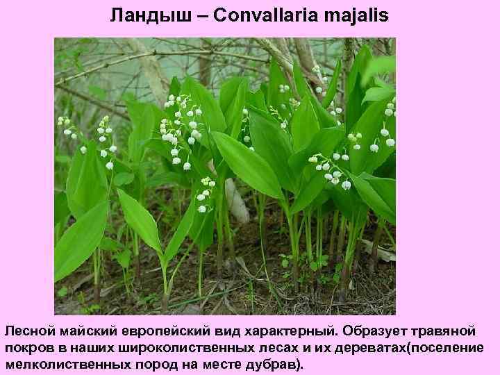 Ландыш – Convallaria majalis Лесной майский европейский вид характерный. Образует травяной покров в наших