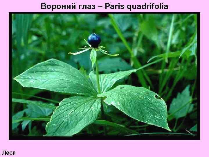 Вороний глаз – Paris quadrifolia Леса 