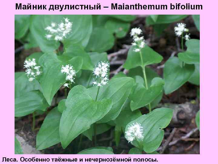 Майник двулистный – Maianthemum bifolium Леса. Особенно таёжные и нечернозёмной полосы. 