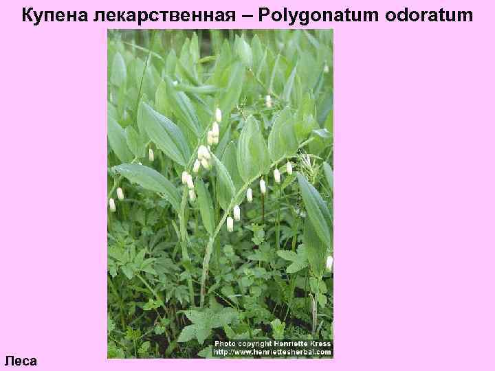 Купена лекарственная – Polygonatum odoratum Леса 