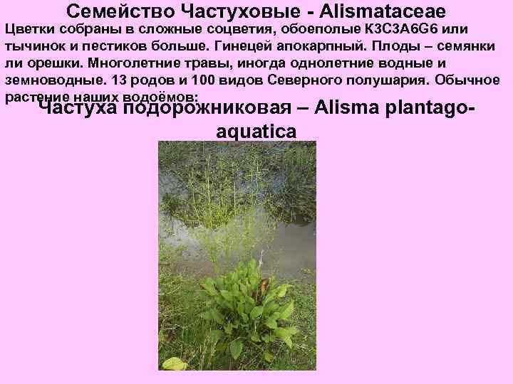 Семейство Частуховые - Alismataceae Цветки собраны в сложные соцветия, обоеполые К 3 С 3