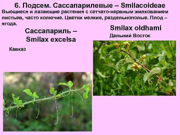 6. Подсем. Сассапарилевые – Smilacoideae Вьющиеся и лазающие растения с сетчато-нервным жилкованием листьев, часто