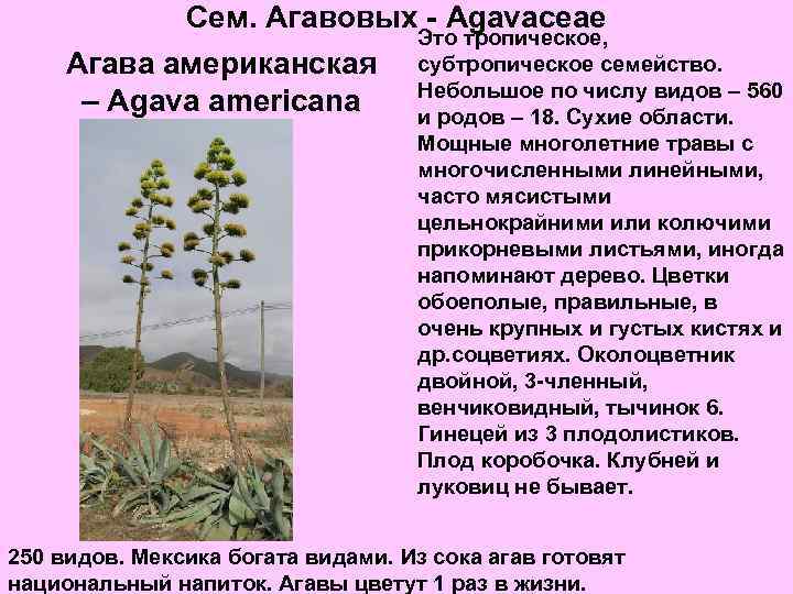 Сем. Агавовых - Agavaceae Агава американская – Agava americana Это тропическое, субтропическое семейство. Небольшое