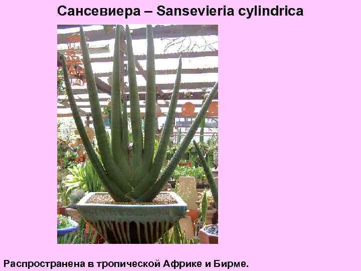 Сансевиера – Sansevieria cylindrica Распространена в тропической Африке и Бирме. 