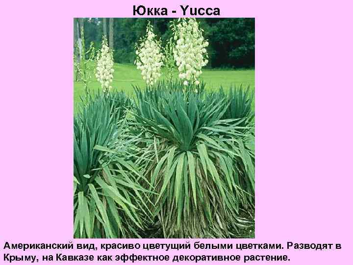 Юкка - Yucca Американский вид, красиво цветущий белыми цветками. Разводят в Крыму, на Кавказе