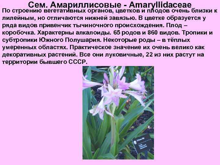 Сем. Амариллисовые - Amaryllidaceae По строению вегетативных органов, цветков и плодов очень близки к