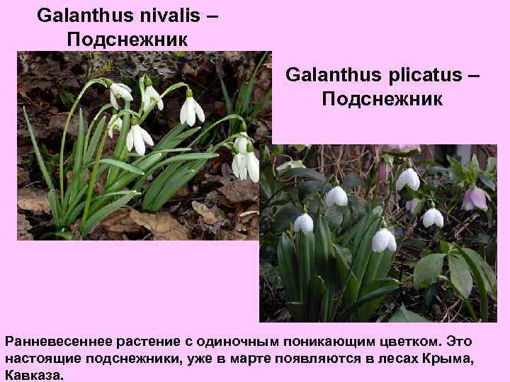 Galanthus nivalis – Подснежник Galanthus plicatus – Подснежник Ранневесеннее растение с одиночным поникающим цветком.