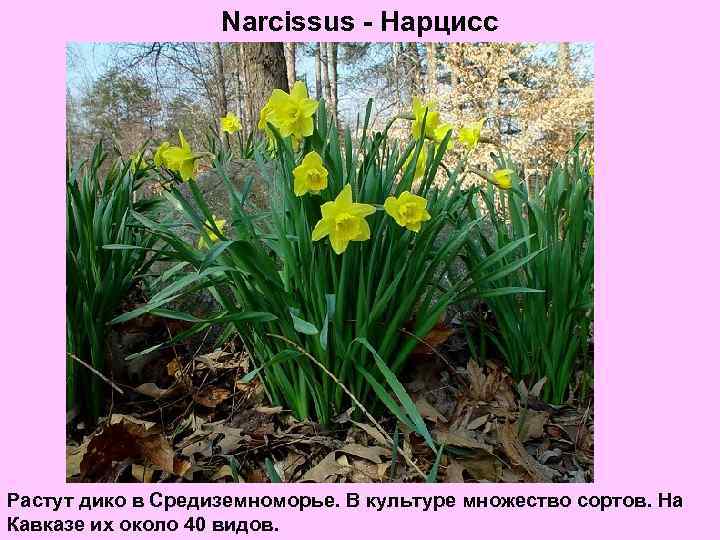 Narcissus - Нарцисс Растут дико в Средиземноморье. В культуре множество сортов. На Кавказе их