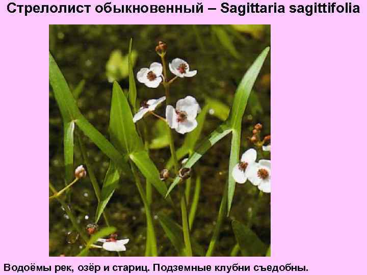 Стрелолист обыкновенный – Sagittaria sagittifolia Водоёмы рек, озёр и стариц. Подземные клубни съедобны. 