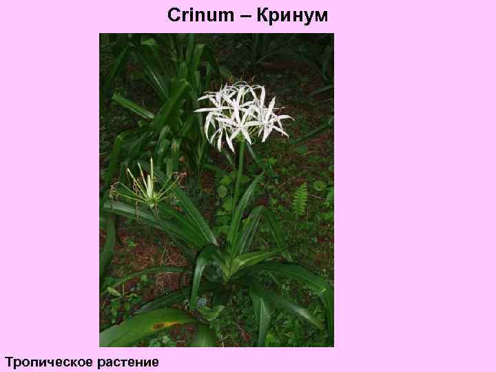 Crinum – Кринум Тропическое растение 