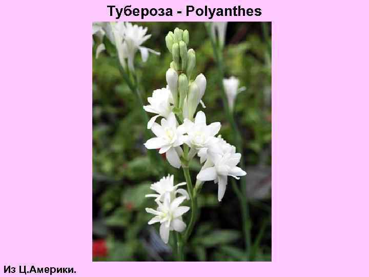 Тубероза - Polyanthes Из Ц. Америки. 