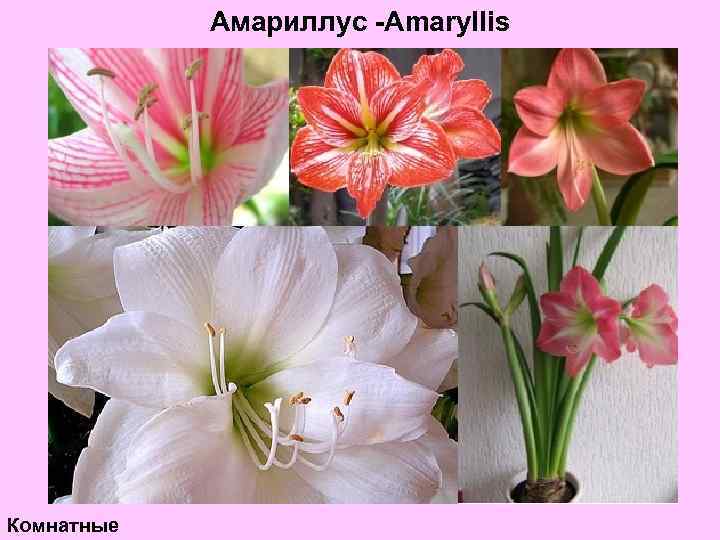 Амариллус -Amaryllis Комнатные 