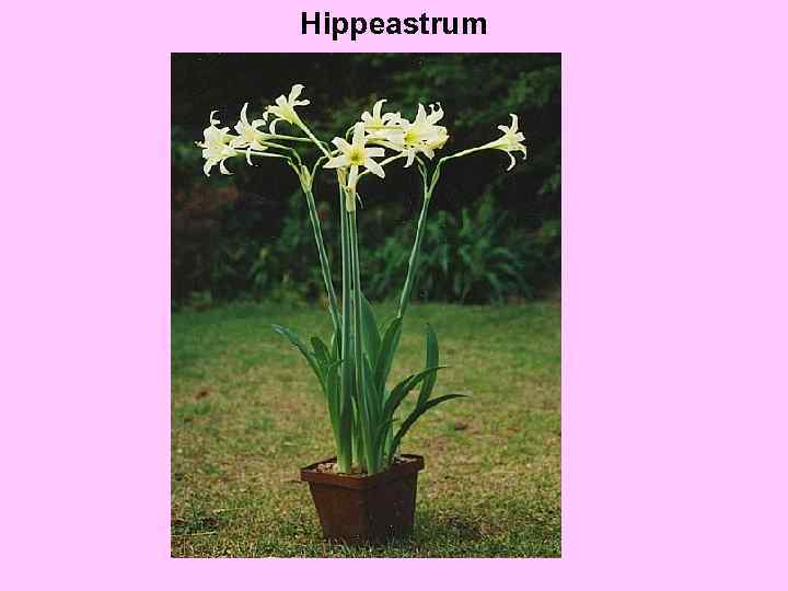 Hippeastrum Nerine 