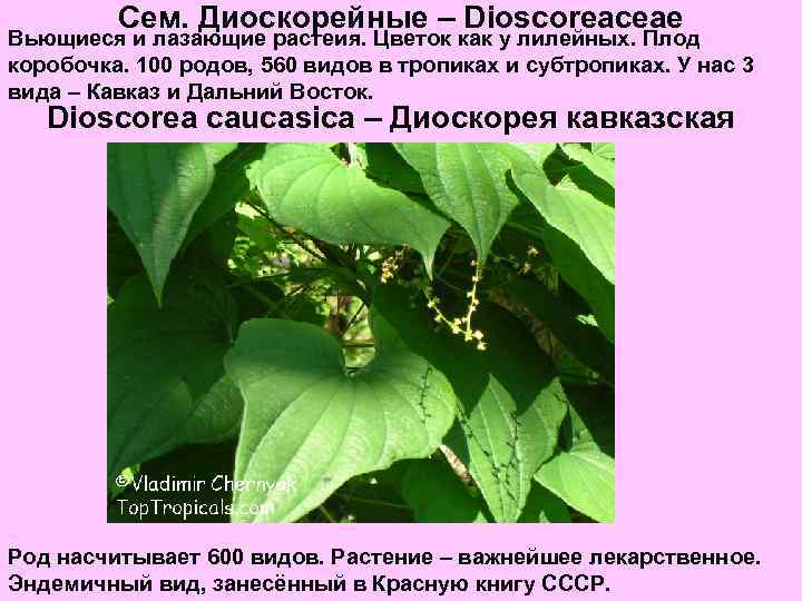 Сем. Диоскорейные – Dioscoreaceae Вьющиеся и лазающие растеия. Цветок как у лилейных. Плод коробочка.