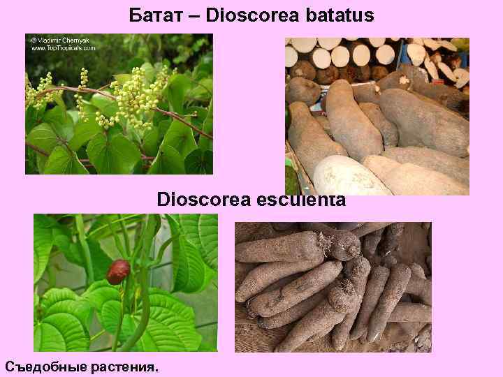 Батат – Dioscorea batatus Dioscorea esculenta Съедобные растения. 