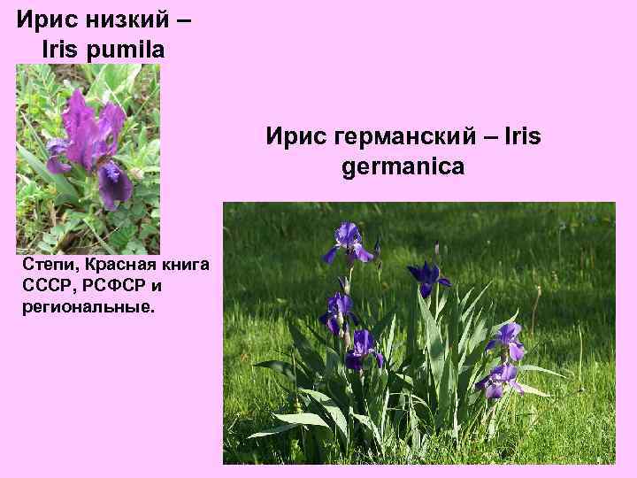 Ирис низкий – Iris pumila Ирис германский – Iris germanica Степи, Красная книга СССР,