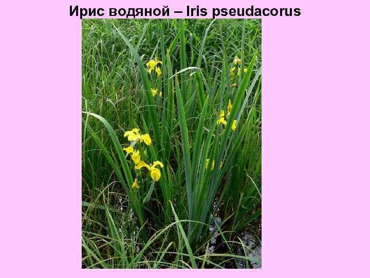 Ирис водяной – Iris pseudacorus 