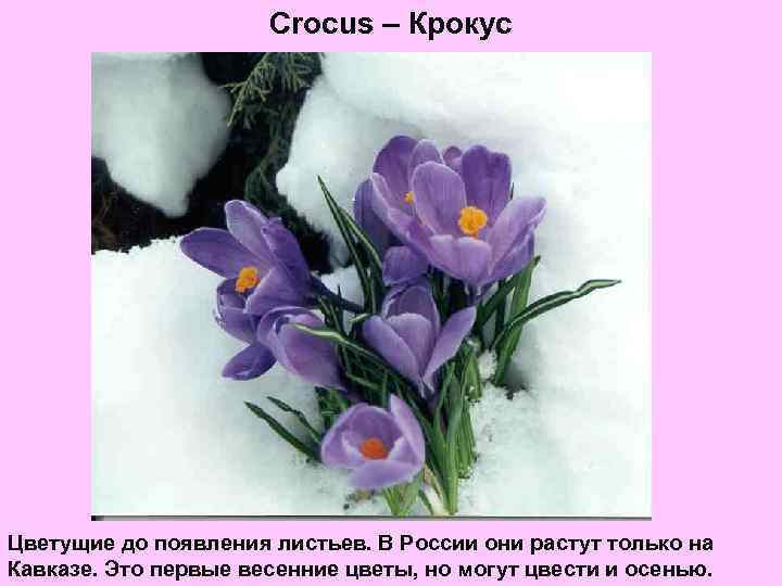 Crocus – Крокус Цветущие до появления листьев. В России они растут только на Кавказе.