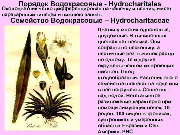 Порядок Водокрасовые - Hydrocharitales Околоцветник чётко дифференцирован на чашечку и венчик, имеет паракарпный гинецей