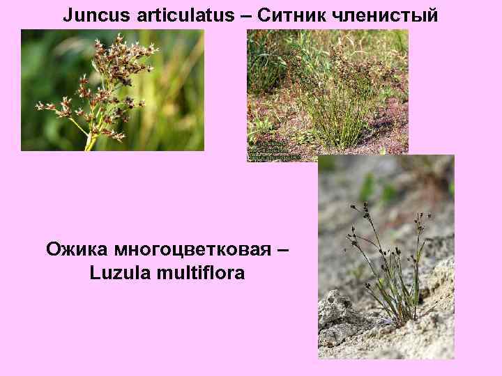 Juncus articulatus – Ситник членистый Ожика многоцветковая – Luzula multiflora 