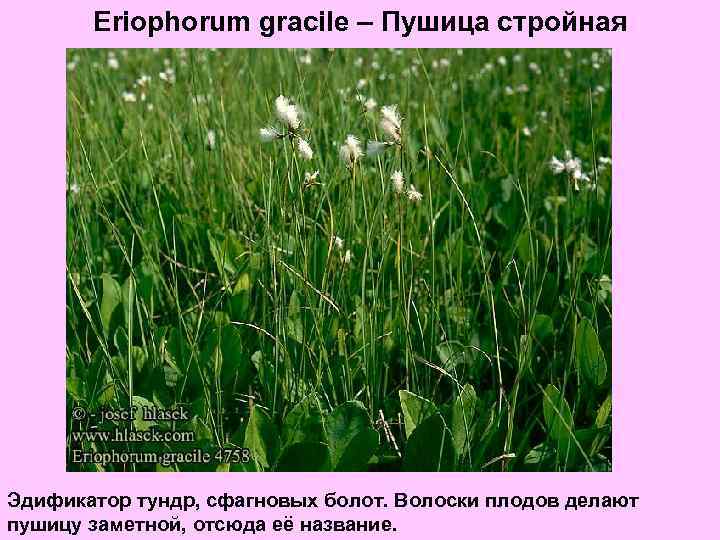 Eriophorum gracile – Пушица стройная Эдификатор тундр, сфагновых болот. Волоски плодов делают пушицу заметной,