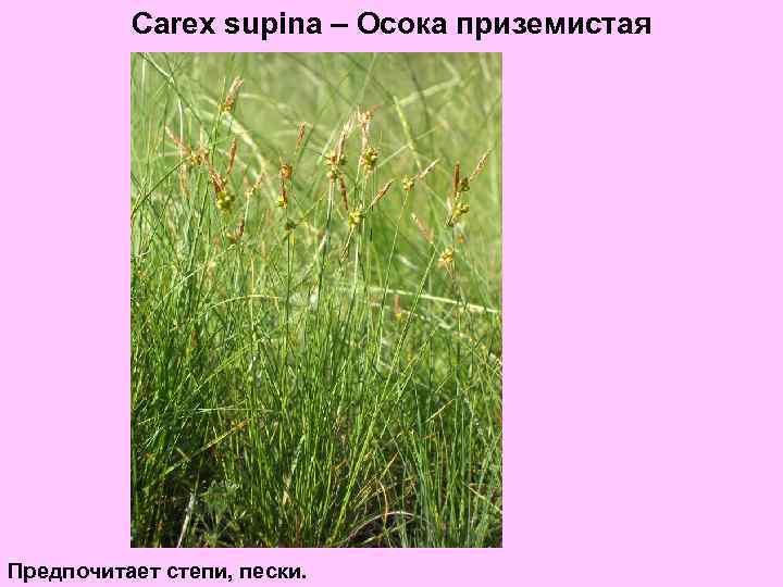 Carex supina – Осока приземистая Предпочитает степи, пески. 