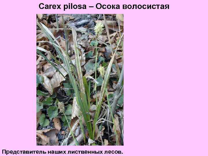 Carex pilosa – Осока волосистая Представитель наших лиственных лесов. 