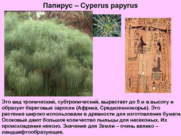 Папирус – Cyperus papyrus Это вид тропический, субтропический, вырастает до 5 м в высоту