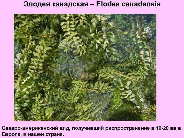 Элодея канадская – Elodea canadensis Северо-американский вид, получивший распространение в 19 -20 вв в