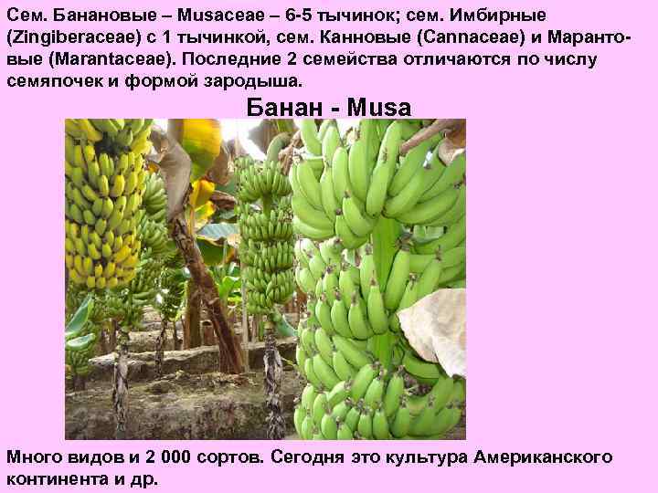 Сем. Банановые – Musaceae – 6 -5 тычинок; сем. Имбирные (Zingiberaceae) с 1 тычинкой,