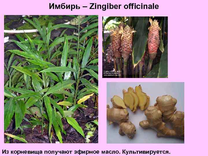 Имбирь – Zingiber officinale Из корневища получают эфирное масло. Культивируется. 