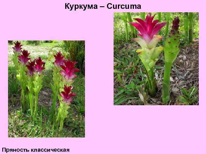 Куркума – Curcuma Пряность классическая 