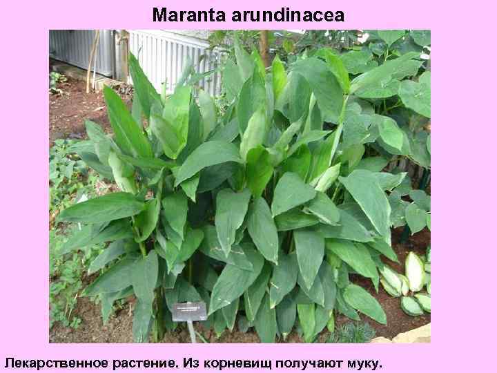 Maranta arundinacea Лекарственное растение. Из корневищ получают муку. 