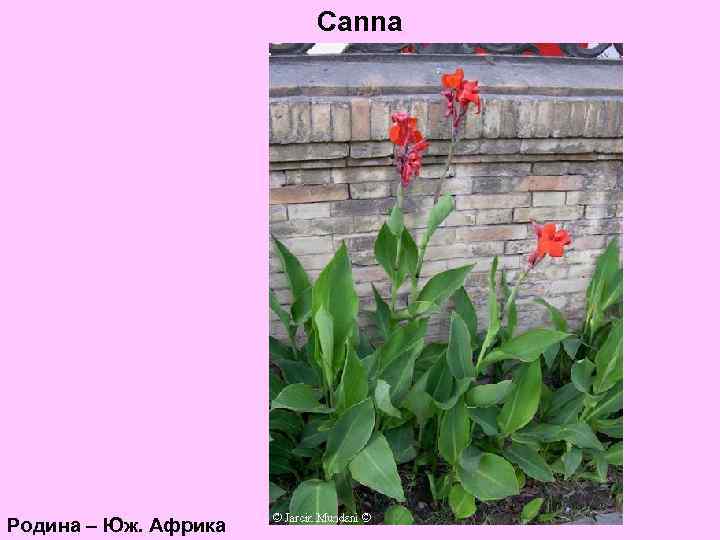 Canna Родина – Юж. Африка 