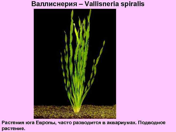 Валлиснерия – Vallisneria spiralis Растения юга Европы, часто разводится в аквариумах. Подводное растение. 