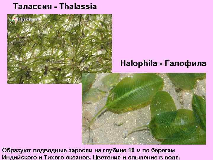 Талассия - Thalassia Halophila - Галофила Образуют подводные заросли на глубине 10 м по