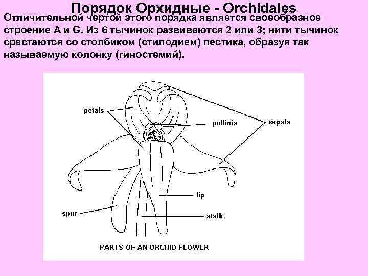 Порядок Орхидные - Orchidales Отличительной чертой этого порядка является своеобразное строение А и G.