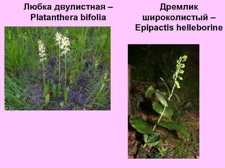 Любка двулистная – Platanthera bifolia Дремлик широколистый – Epipactis helleborine 