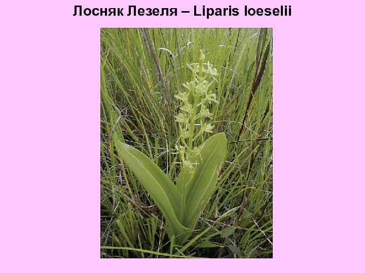 Лосняк Лезеля – Liparis loeselii 